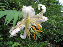 Lilium auratum
