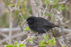 Geospiza acutirostris