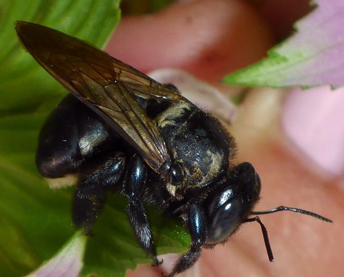 Xylocopa micans image