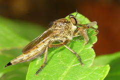 Machimus snowii