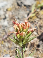 Castilleja hispida hispida