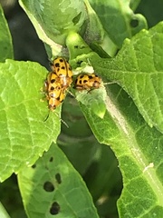 Alagoasa tridecimmaculata