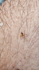 Insecta