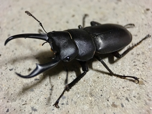 Subspecies Dorcus rectus rectus · iNaturalist