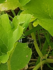 Dolichovespula maculata