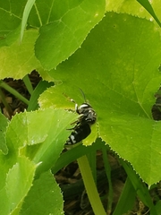 Dolichovespula maculata