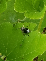 Dolichovespula maculata