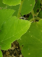 Dolichovespula maculata