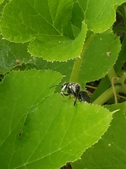 Dolichovespula maculata