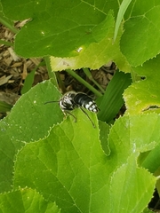 Dolichovespula maculata