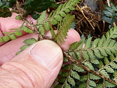 Polystichum oculatum
