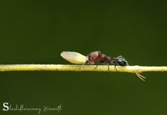 Trichomyrmex criniceps