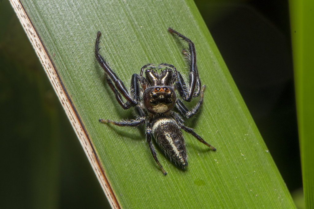 Prowling Jumper