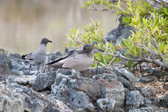 Leucophaeus fuliginosus