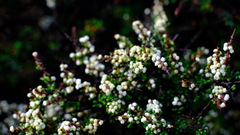 Thryptomene
