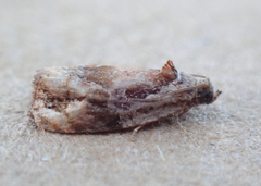 Zomaria interruptolineana