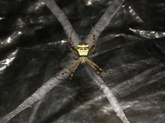 Argiope minuta