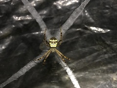 Argiope minuta