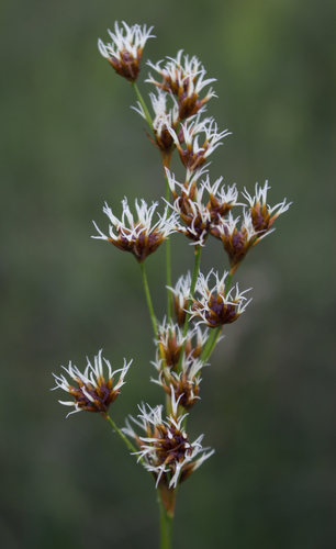 Smooth sawgrass (Cladium mariscoides)