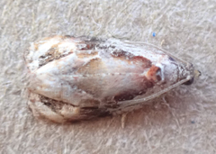 Zomaria interruptolineana