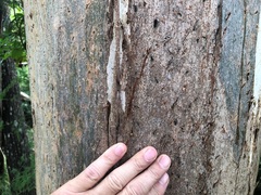 Phascolarctos cinereus