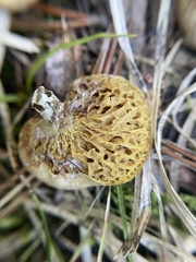 Suillus umbonatus