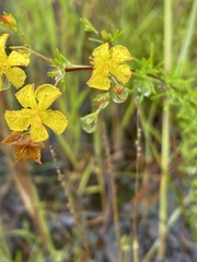 Hypericum brachyphyllum