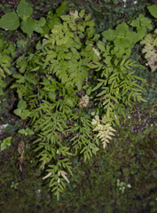 Cryptogramma stelleri
