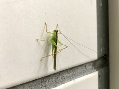 Xiphidiopsis subpunctata