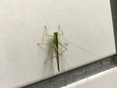 Xiphidiopsis subpunctata