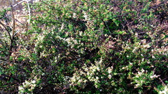 Thryptomene