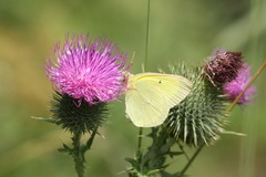 Colias alexandra