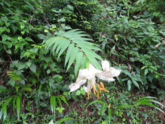 Lilium auratum