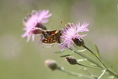 Hesperia comma