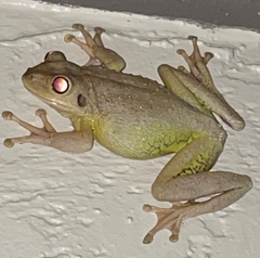 Osteopilus septentrionalis