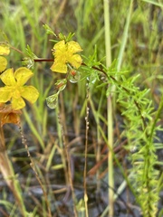Hypericum brachyphyllum