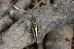 Cratypedes neglectus