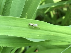 Mendoza elongata