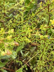 Hypericum brachyphyllum