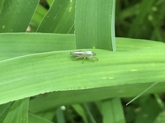 Mendoza elongata