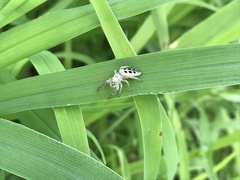 Mendoza elongata