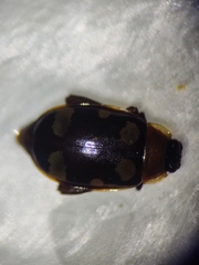 Alagoasa trifasciata