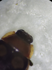 Alagoasa trifasciata