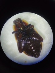 Alagoasa trifasciata
