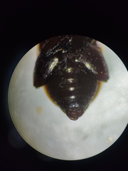 Alagoasa trifasciata