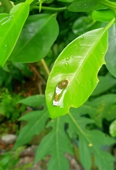 Papilio