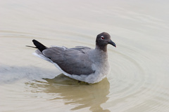 Leucophaeus fuliginosus