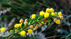 Acacia puncticulata