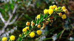 Acacia puncticulata