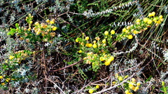 Acacia puncticulata